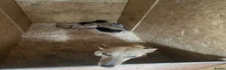 Lurcher dogs for sale: Lurcher pups - Advert 1