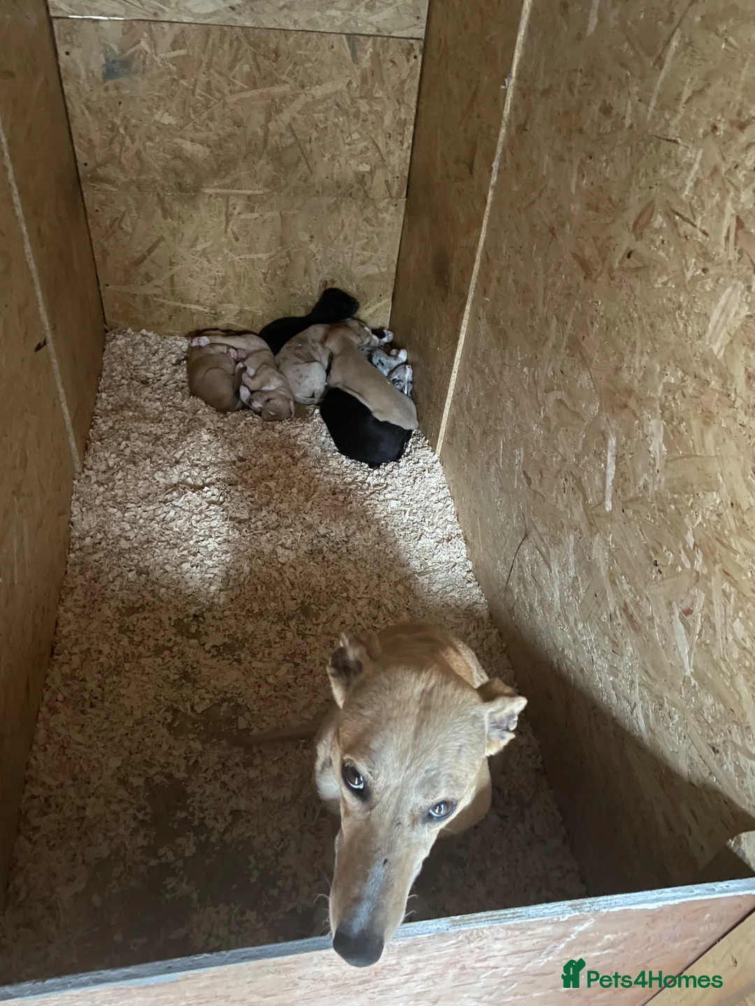 Lurcher dogs for sale: Lurcher pups - Advert 1