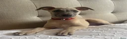 Whippet dogs for sale: Beautiful KC Registered Whippets  - Advert 10