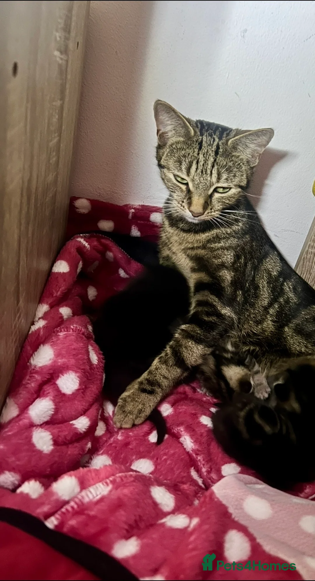 Mixed Breed cats for sale: Adorable Kittens Looking for Homes 🐱❤️  - Advert 10