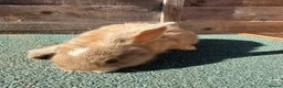Giant Papillon rabbits for sale: continental giant , minilop , netherland draft - Advert 19