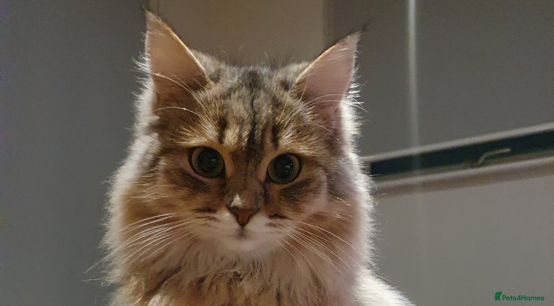 Gallery Image {{count}}