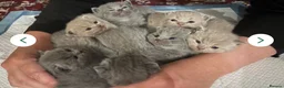 British Shorthair cats for sale: Ready to collect-GCCF British shorthair  kittens!  - Advert 4