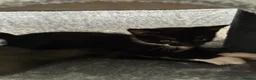 British Shorthair cats for sale: The Tuxedo Esquire, Sisters - Advert 17