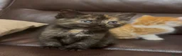 Mixed Breed cats for sale: “ **  Paws” in Manchester - Advert 7