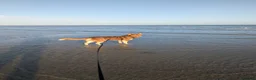 Shepsky dogs for sale: Huskie cross German shepherd  - Advert 4