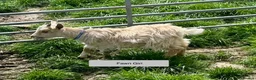Goats livestock for sale: Pygmy Goat kids. - Advert 7