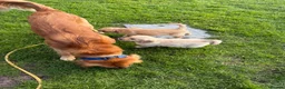 Golden Retriever dogs for stud: HANDSOME DARK GOLDEN RETRIEVER STUD-PICK OF LITTER - Advert 33