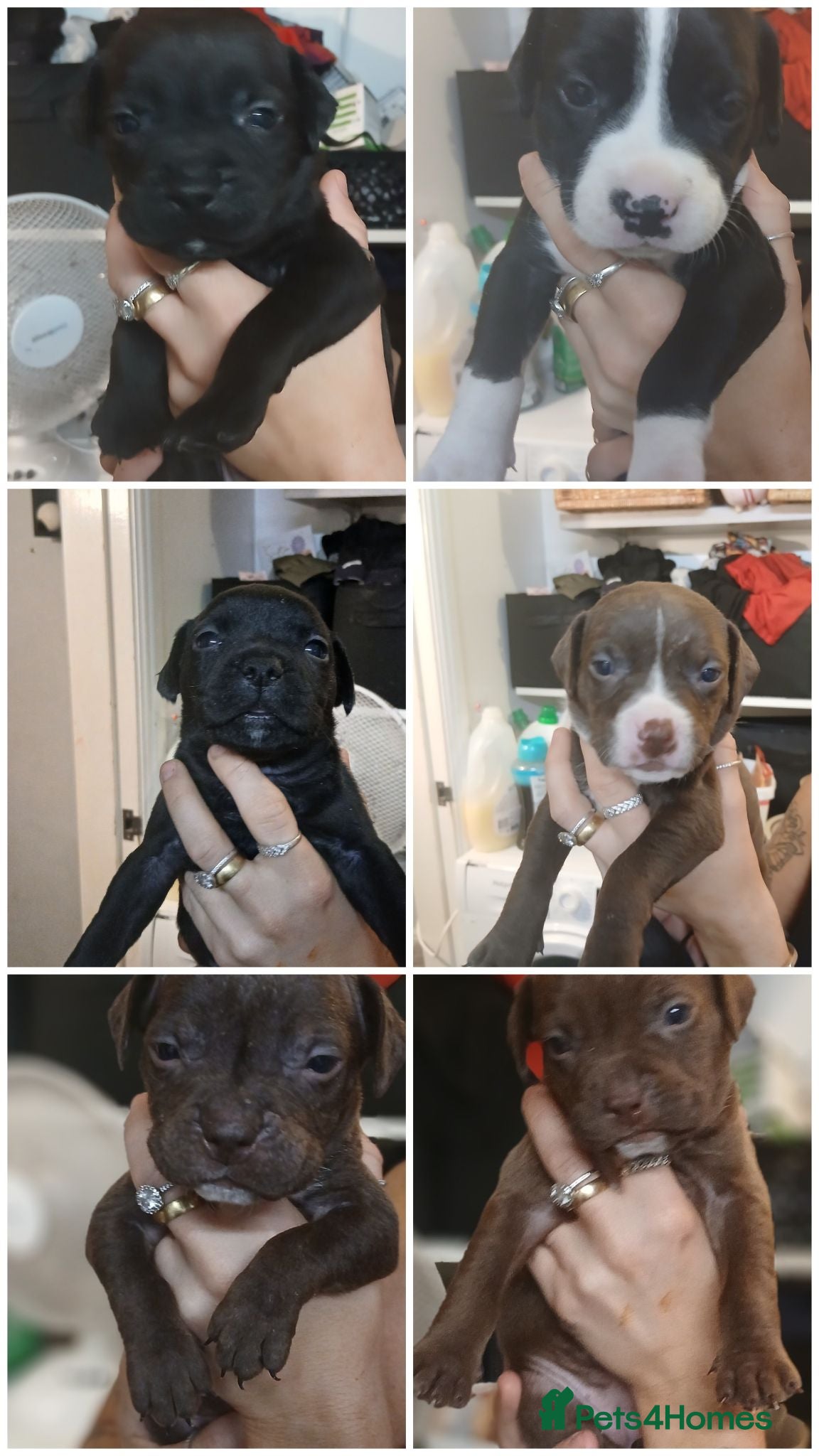 Mixed Breed dogs Pocket bully staff x springer staff - Advert 12