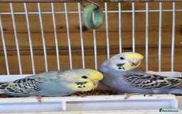 Budgerigars birds for sale: Beautiful Baby Budgies - Image 4
