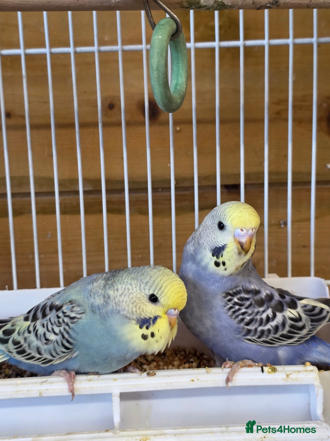 Budgerigars birds for sale: Beautiful Baby Budgies - Image 4