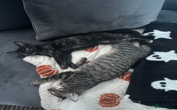 Mixed Breed cats for sale: 2 gorgeous girls tabby and tortoise shell - Image 6