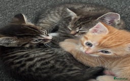 Mixed Breed cats for sale: READY TO GO tabby male female kittens brown  in Ware - Image 5