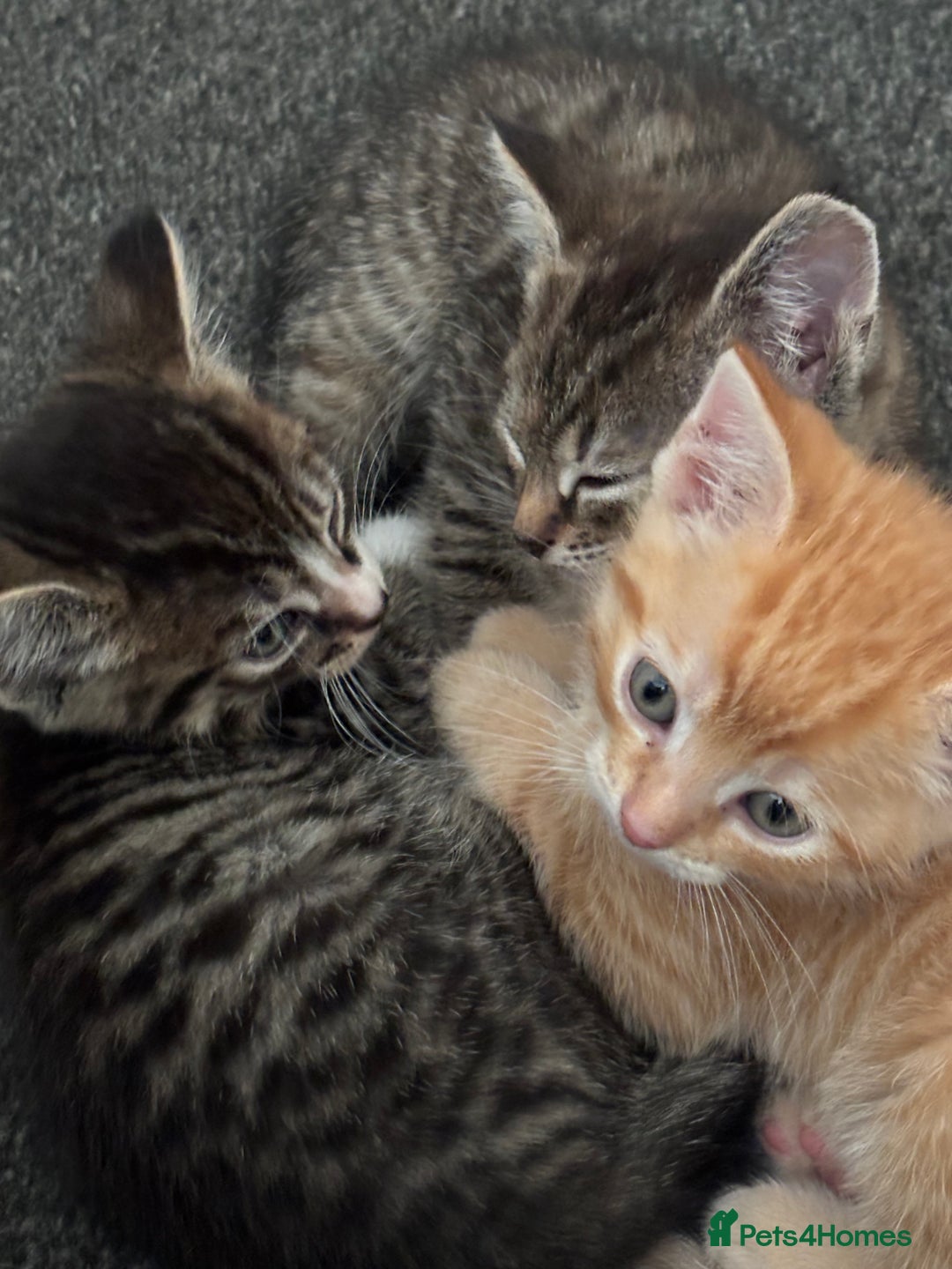 Mixed Breed cats for sale: READY TO GO tabby male female kittens brown  in Ware - Image 5