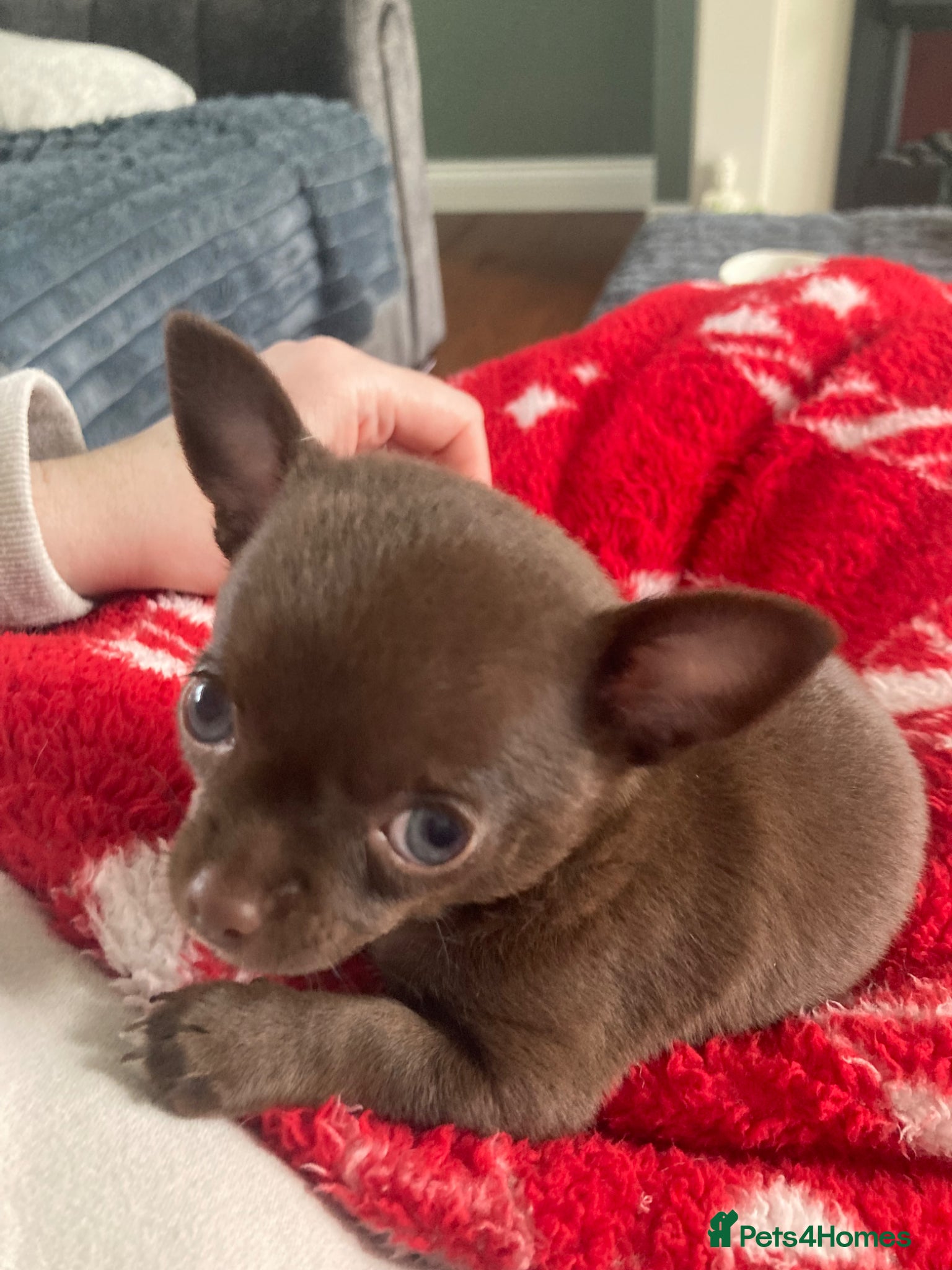 Chihuahua dogs Beautiful chocolate smooth coat chihuahua  - Advert 3