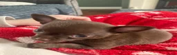 Chihuahua dogs for sale: Beautiful chocolate smooth coat chihuahua  in Middlesbrough - Advert 2