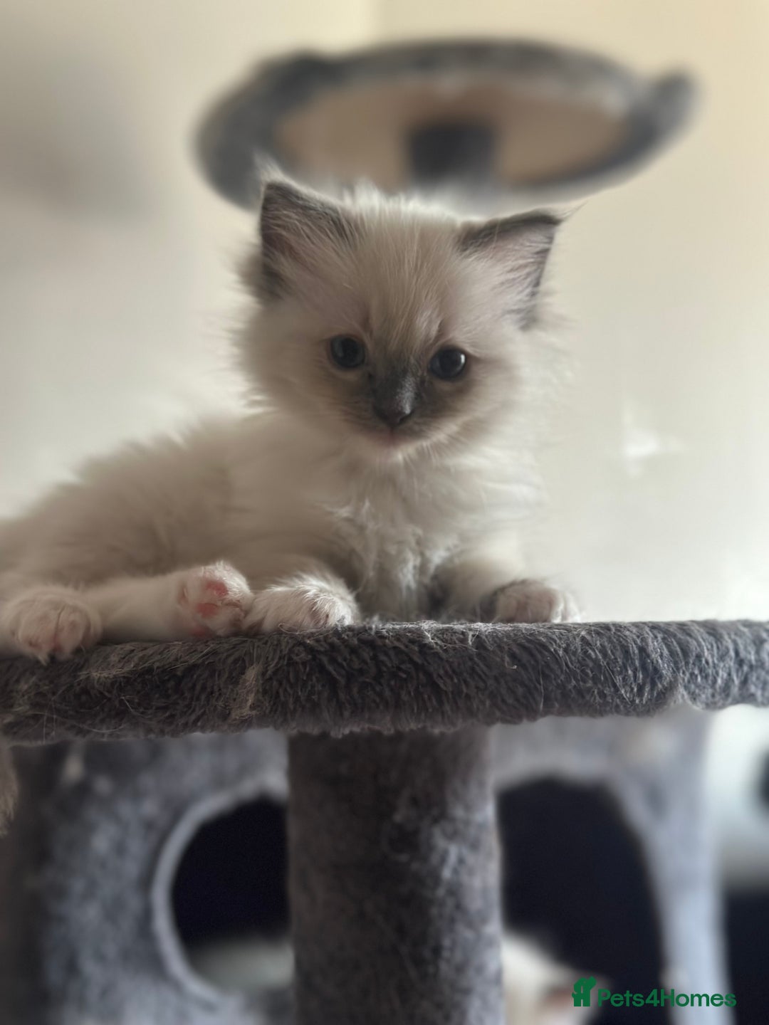 Ragdoll cats for sale: Pure Ragdoll kittens available 🐱🐾 - Image 11