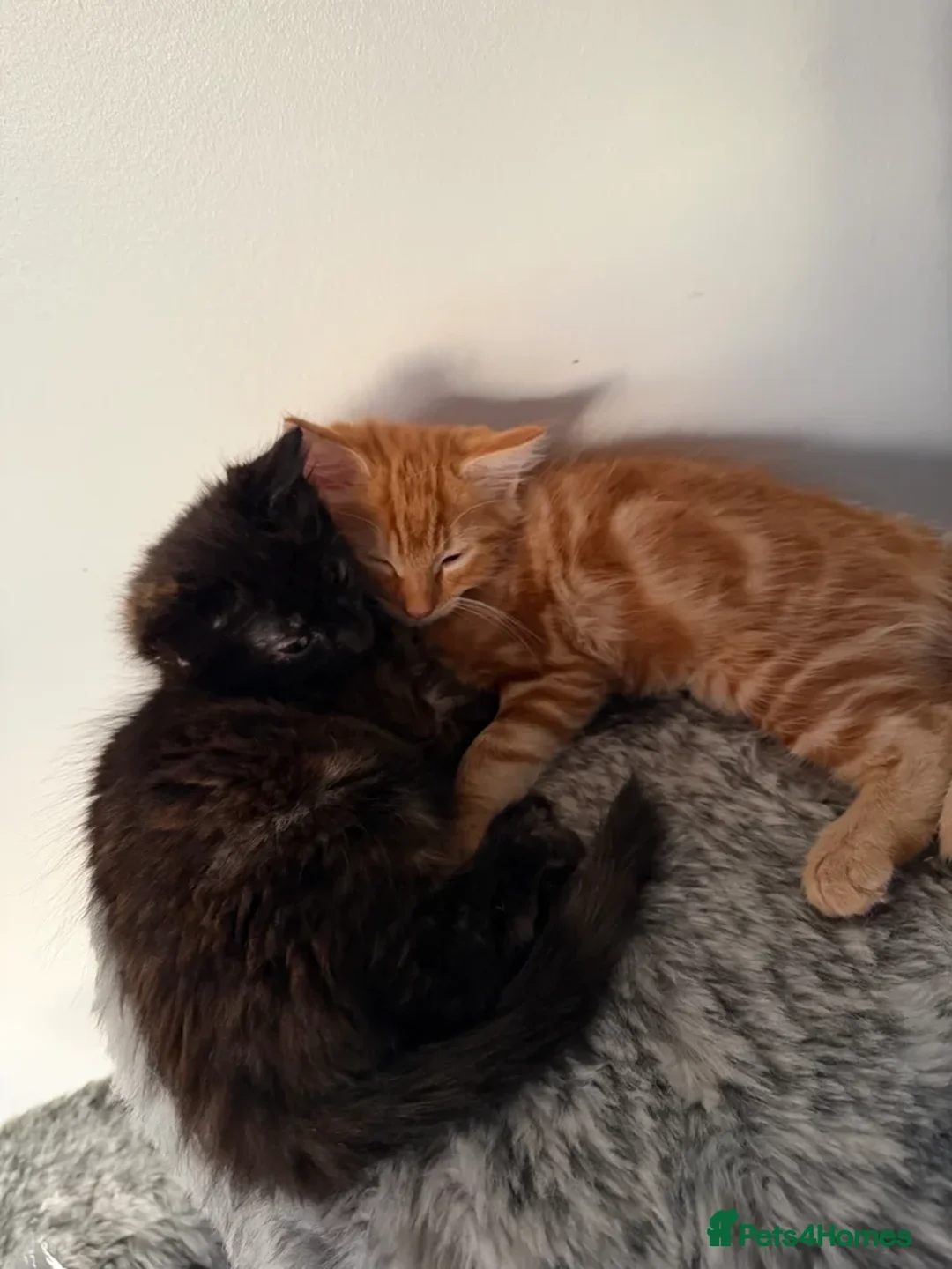 Mixed Breed cats for sale: Loving Mother Cat & Beautiful Kittens for sale - Advert 2