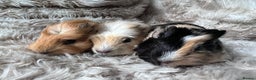 Guinea Pig rodents for sale: Baby guinea pigs Sows& Boars are can be reserved - Advert 12