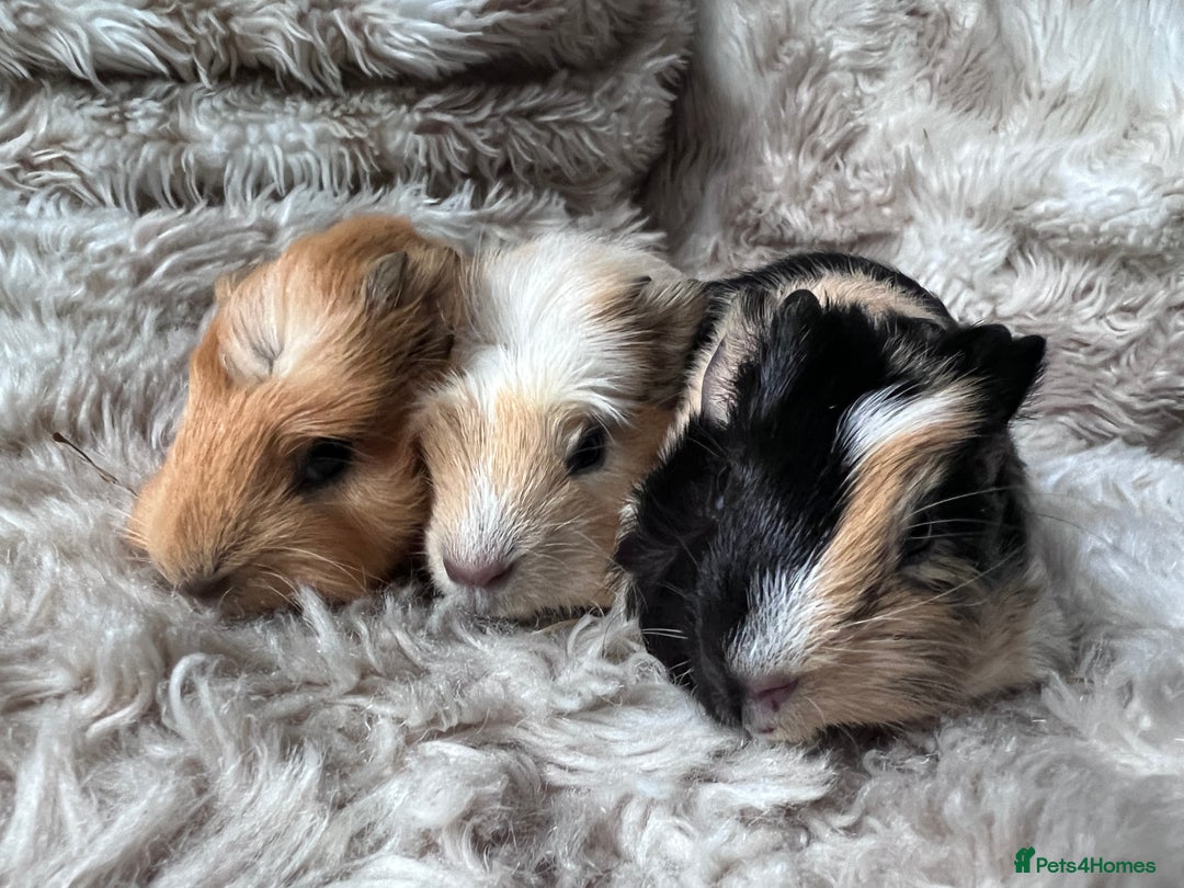 Guinea Pig rodents for sale: Baby guinea pigs Sows& Boars are can be reserved - Advert 12