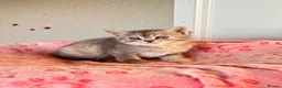 Persian cats for sale: Pure bred beautiful persian kittens  - Advert 6