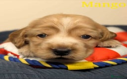 Cocker Spaniel dogs for sale: Show cockers - Image 20