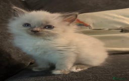 Ragdoll cats for sale: Purebred ragdoll - Advert 3