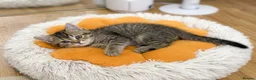British Shorthair cats for sale: Adorable Kitten Ready For Reservation in Leamington Spa - Advert 10