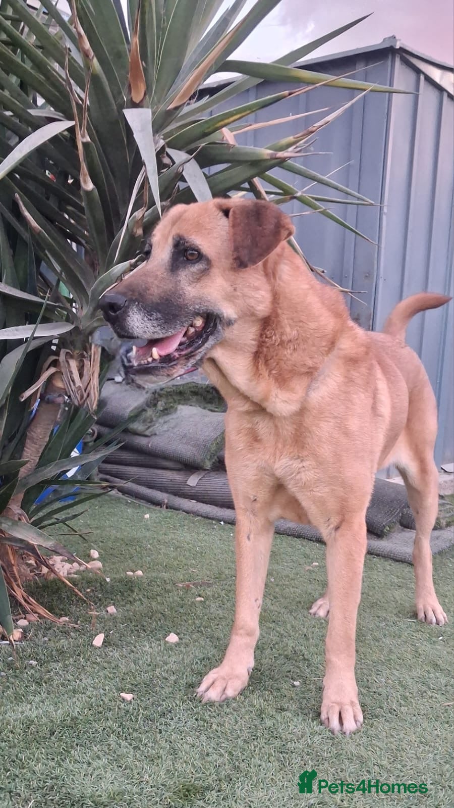 Mixed Breed dogs 💙🐾 PLEASE HELP US FIND RATONA A HOME 🐾💙 - Advert 8