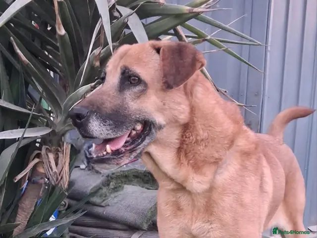 Mixed Breed dogs for adoption: 💙🐾 PLEASE HELP US FIND RATONA A HOME 🐾💙 - Advert 1