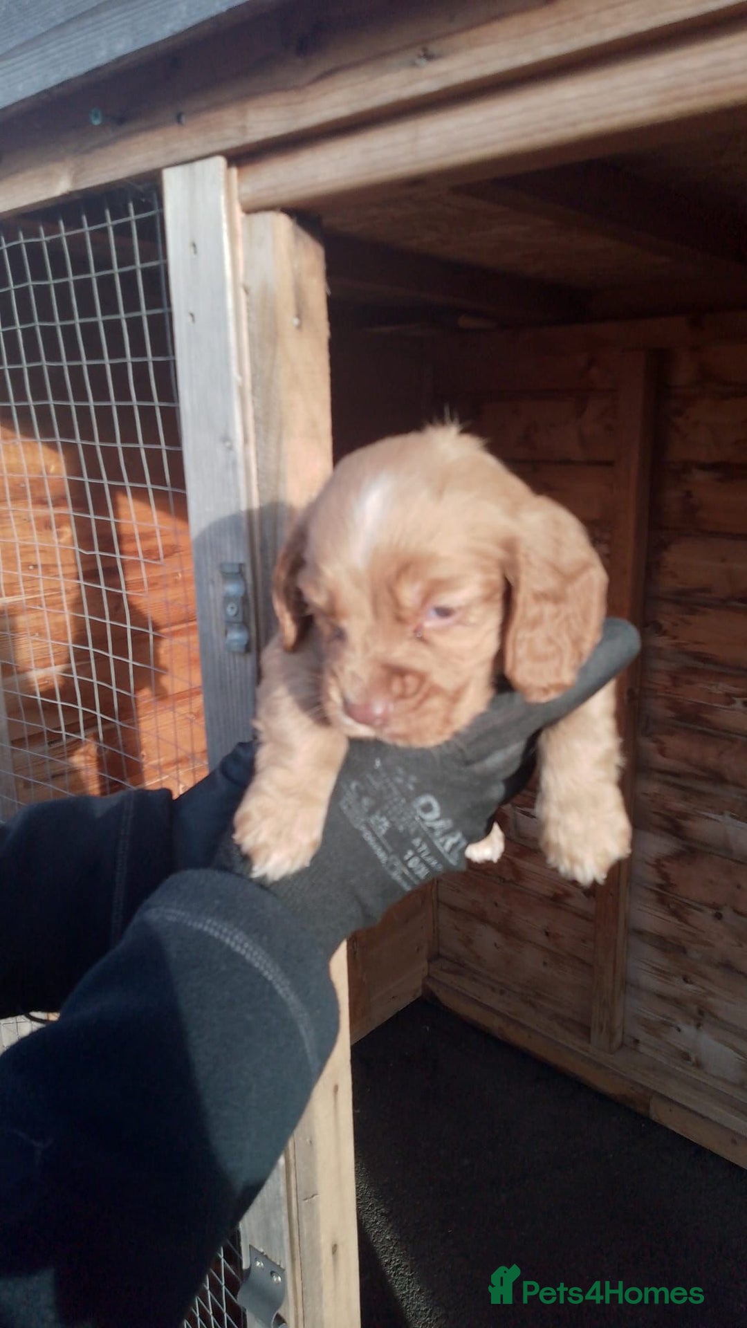 Cocker Spaniel dogs for sale: Last red boy - Ready to leave this week   - Advert 20