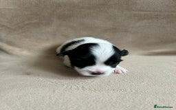 Coton De Tulear dogs for sale: Coton de Tulear puppies  - Image 6