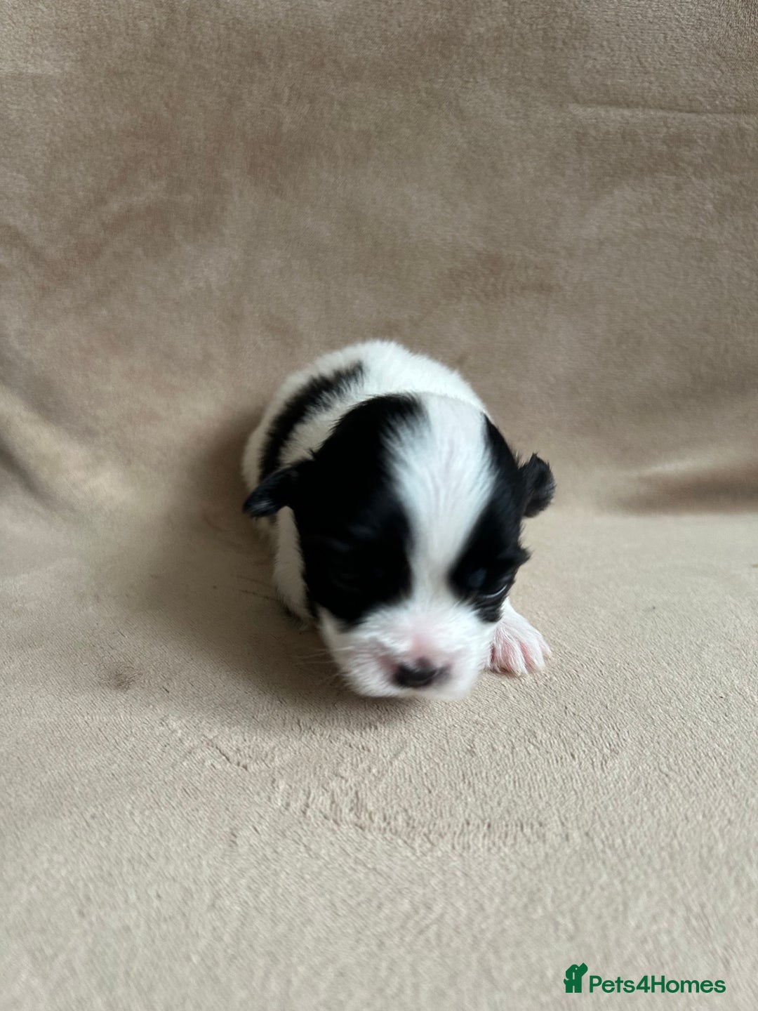 Coton De Tulear dogs for sale: Coton de Tulear puppies  - Image 6