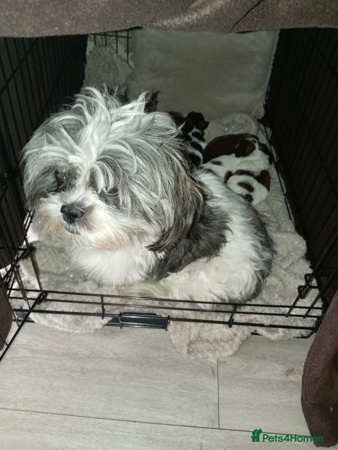 Shih Tzu dogs for sale: Female black and white shih tzu puppy  - Image 9