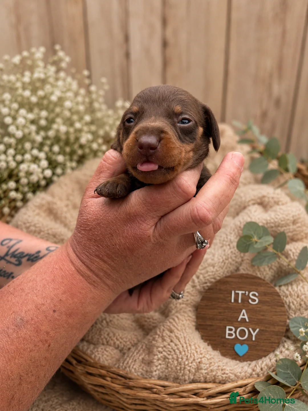 Miniature Dachshund dogs for sale: 6 absolutely stunning Dachshund puppies  - Advert 7