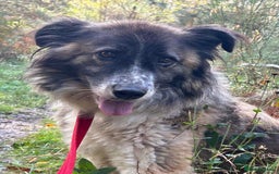 Mixed Breed dogs for adoption: Hilda - Norwich Norfolk  - Image 38