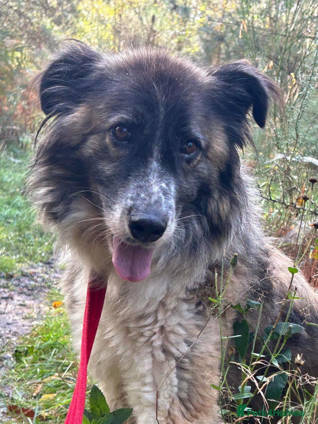 Mixed Breed dogs for adoption: Hilda - Norwich Norfolk  - Image 38