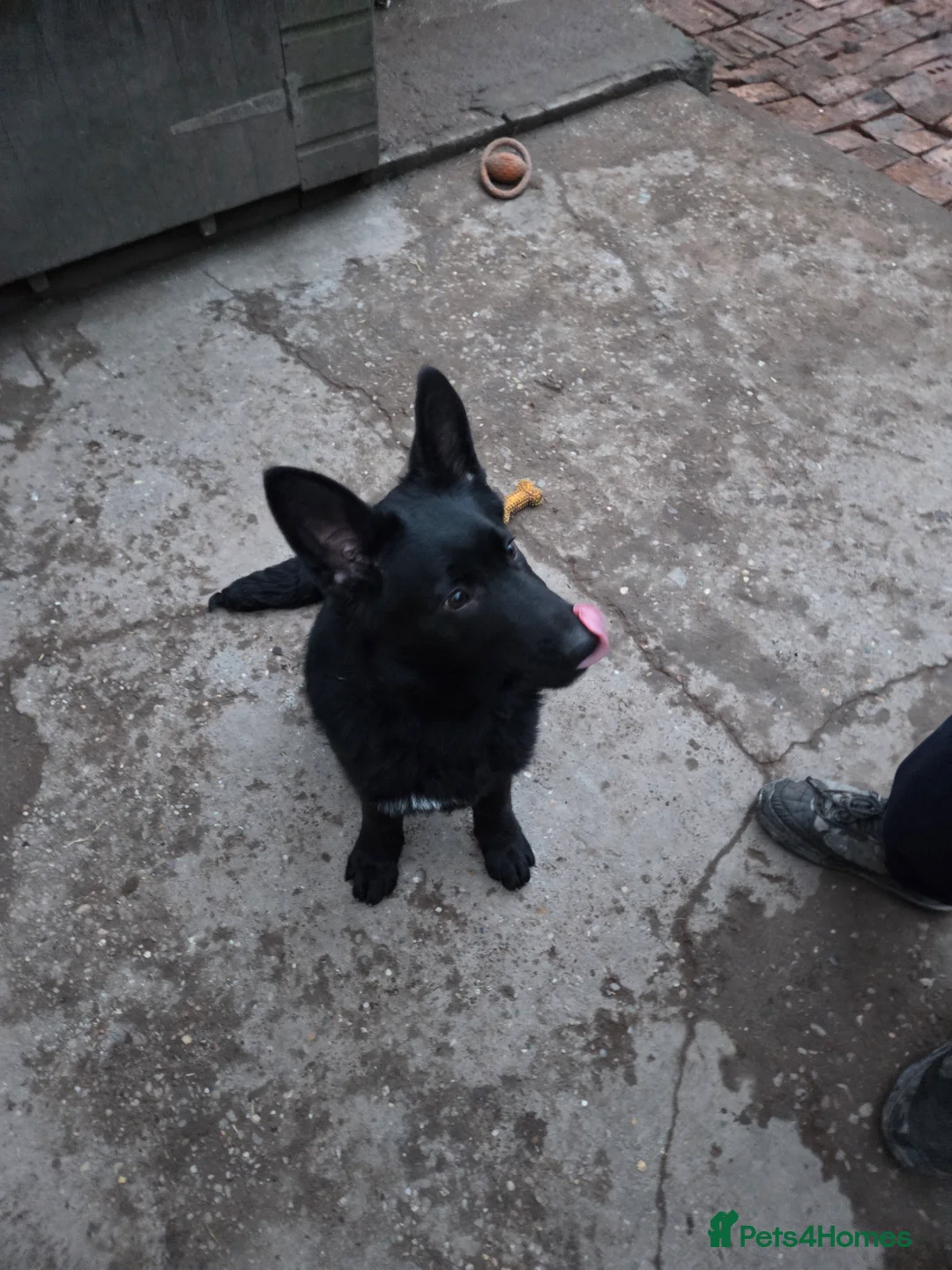 German Shepherd dogs for sale: 2 Female Black German shepherds zara and Nala - Advert 4