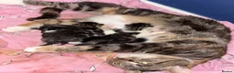 Mixed Breed cats for sale: 5x Kittens - Advert 2