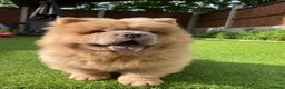 Chow Chow dogs for stud: KC registered Champion Cinnamon Chow Chow stud - Advert 7