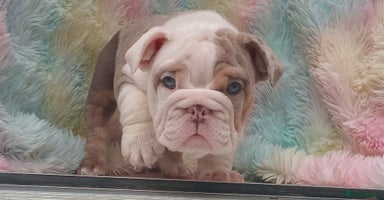 English Bulldog dogs - Advert 1