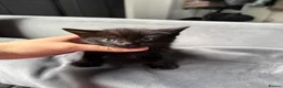 Mixed Breed cats for sale: 🐾✨BEAUTIFUL KITTENS - Advert 4