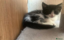 Mixed Breed cats for sale: Last two cuddly kittens - Image 4