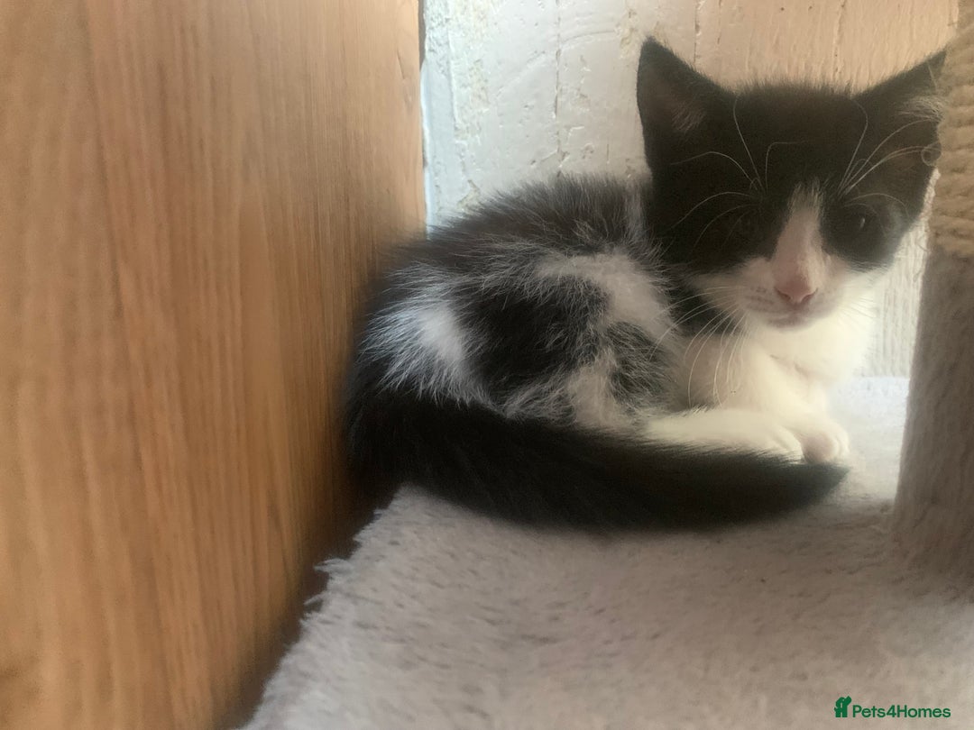 Mixed Breed cats for sale: Last two cuddly kittens - Image 4