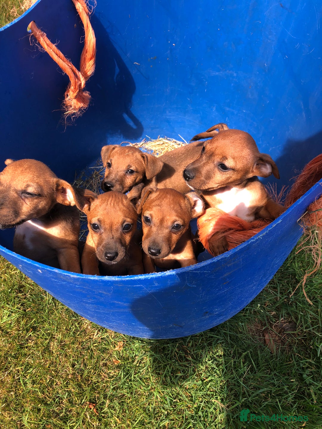 Lakeland Terrier dogs for sale: Lakeland terrier puppies - Image 6
