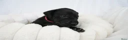 Great Dane dogs for sale: Health Tested KC reg Great Dane puppies - Advert 10