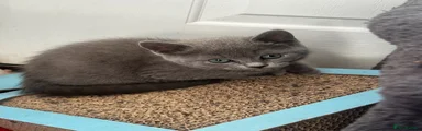 British Shorthair 2