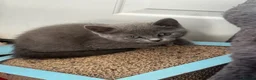 British Shorthair cats for sale: British Shorthair Kittens  - Advert 5