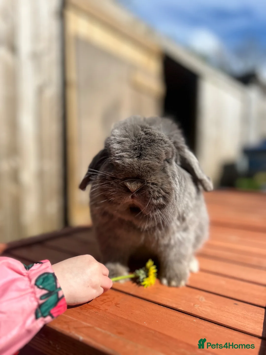 Mini Lop rabbits for sale: VACCINATED ADULT FRIENDLY MINI LOP - Advert 1