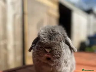 Mini Lop rabbits for sale: VACCINATED ADULT FRIENDLY MINI LOP - Advert 1